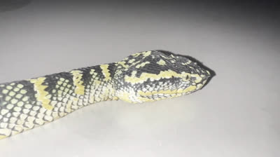 Carretera Salvaje (Episodio 2)