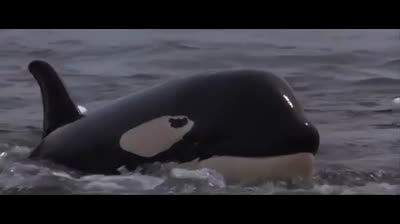 Free Willy 2